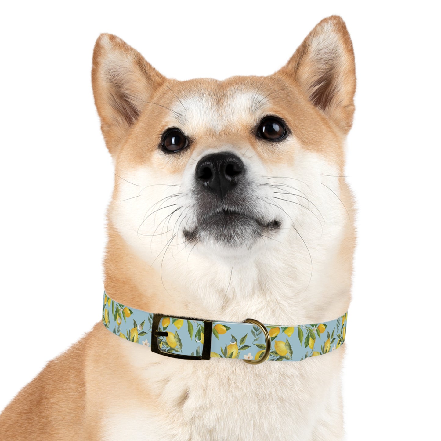 Lemon Drop Waterproof Dog Collar