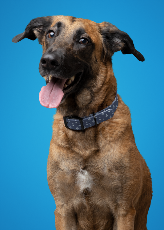 Collars Picket Fence Pets